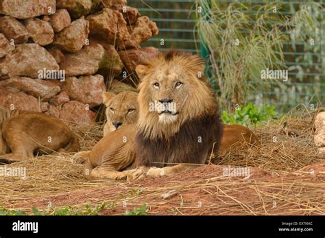 barbary lion rabat zoo.